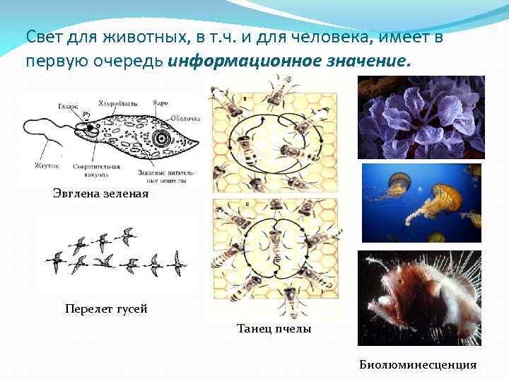 Свет для животных, в т. ч. и для человека, имеет в первую очередь информационное