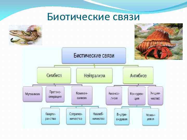 Биотические факторы среды