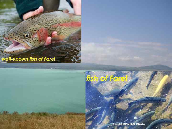 well-known fish of Farel 