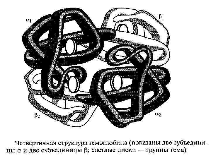 Структура белка рисунок