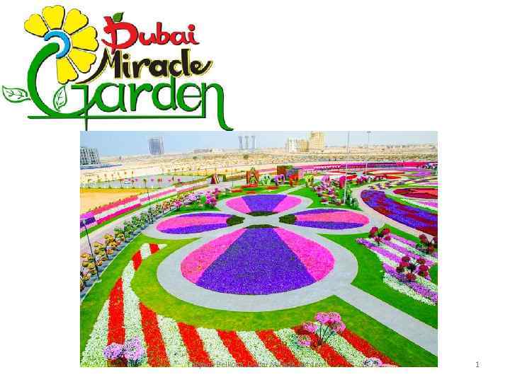 Tatyana Belkova. Dubai Miracle Garden 1 