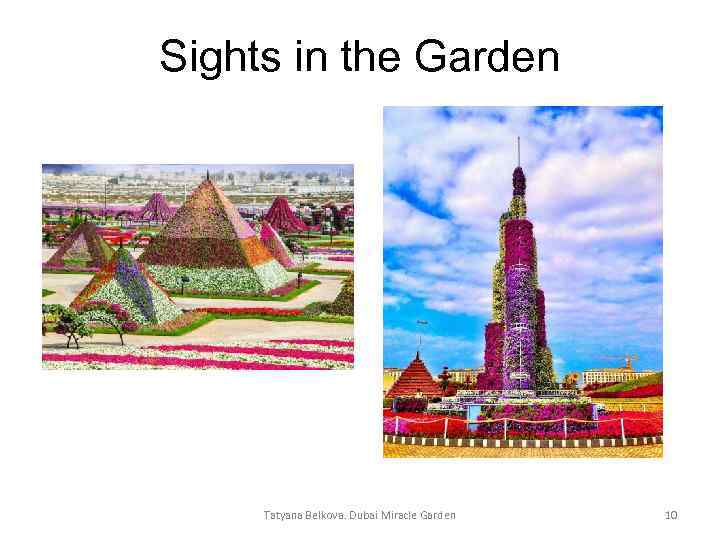 Sights in the Garden Tatyana Belkova. Dubai Miracle Garden 10 