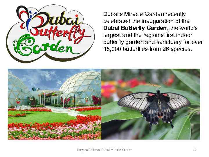 Dubai’s Miracle Garden recently celebrated the inauguration of the Dubai Butterfly Garden, the world’s