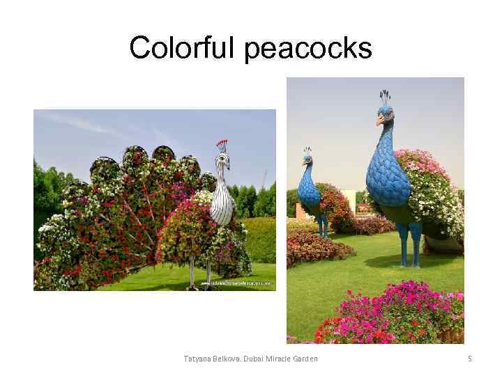 Colorful peacocks Tatyana Belkova. Dubai Miracle Garden 5 