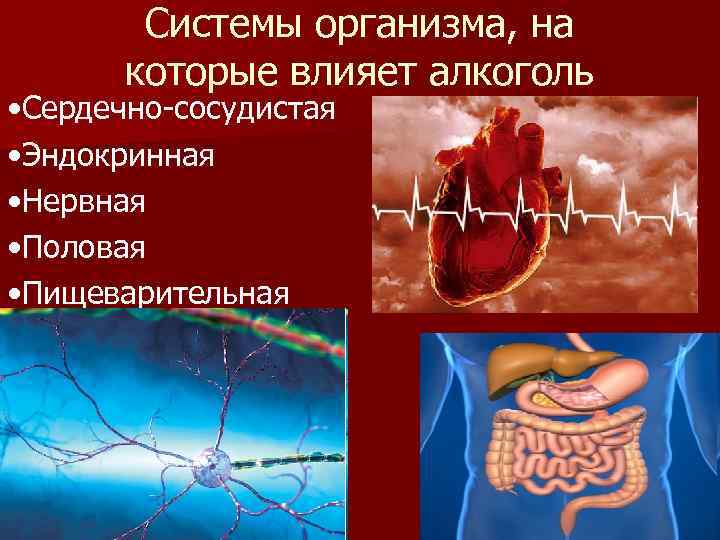 Системы организма, на которые влияет алкоголь • Сердечно-сосудистая • Эндокринная • Нервная • Половая