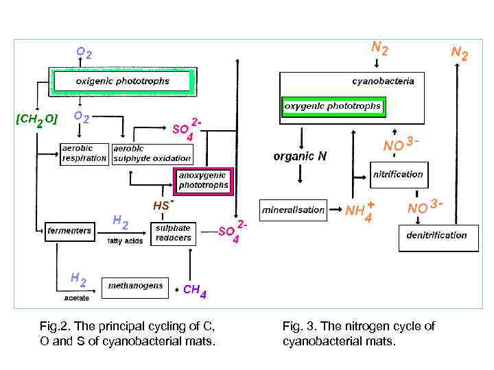 Fig. 2. The principal cycling of C, O and S of cyanobacterial mats. Fig.