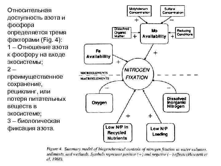 Относительная доступность азота и фосфора определяется тремя факторами (Fig. 4): 1 – Отношение азота
