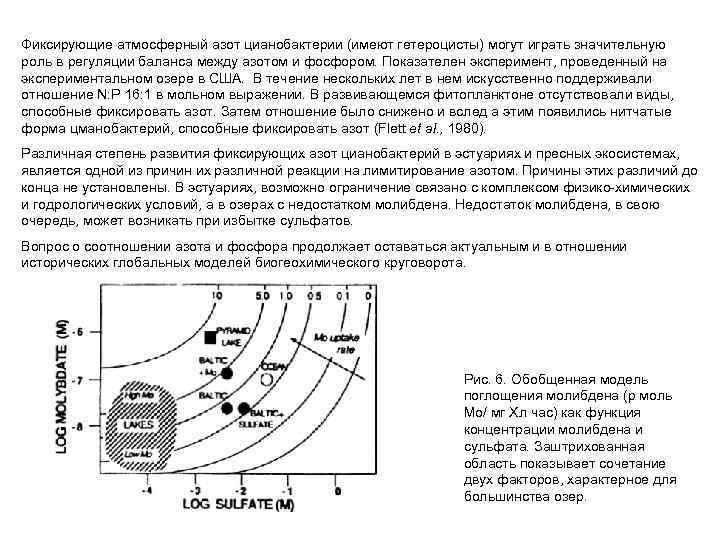 Фиксирующие атмосферный азот цианобактерии (имеют гетероцисты) могут играть значительную роль в регуляции баланса между