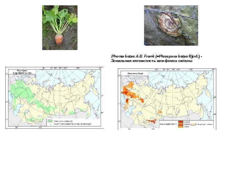 Phoma betae A. B. Frank (=Pleospora betae Bjorl. ) Зональная пятнистость или фомоз свёклы