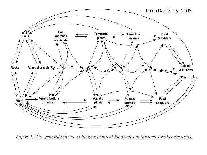 From Bashkin V, 2008 