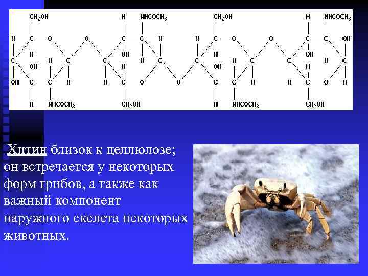  Хитин близок к целлюлозе; он встречается у некоторых форм грибов, а также как