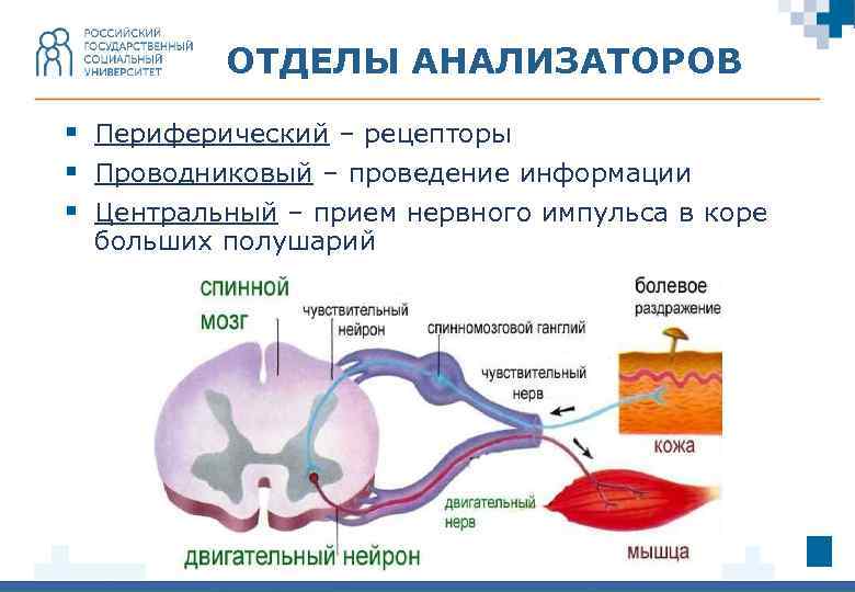 Отделы анализатора