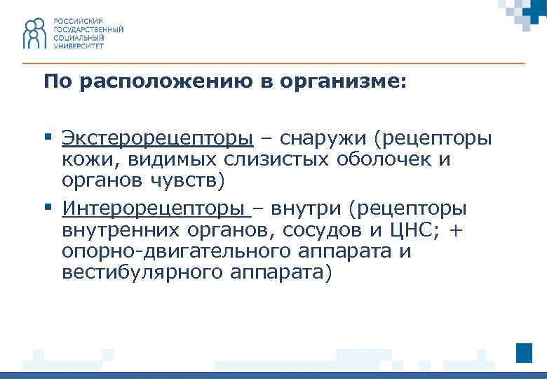 По расположению в организме: § Экстерорецепторы – снаружи (рецепторы кожи, видимых слизистых оболочек и