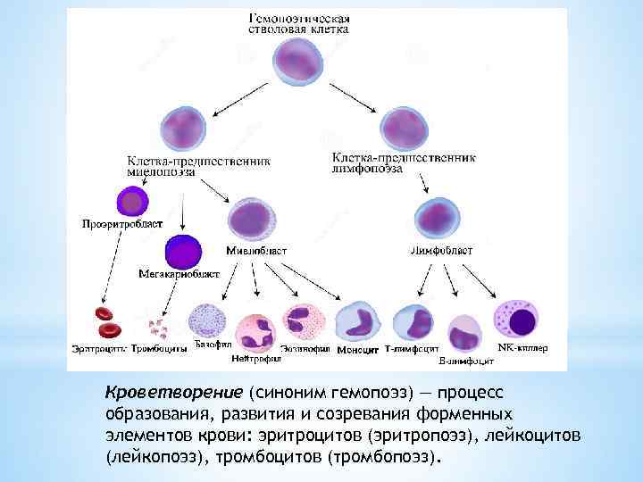 Кроветворение (синоним гемопоэз) — процесс образования, развития и созревания форменных элементов крови: эритроцитов (эритропоэз),