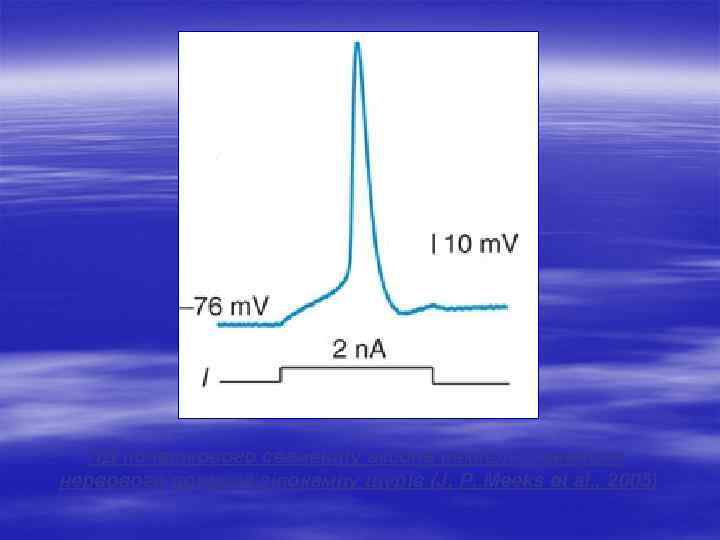 ПД початкового сегменту аксона немієлінізованого нервового волокна гіпокампу щурів (J. P. Meeks et al.