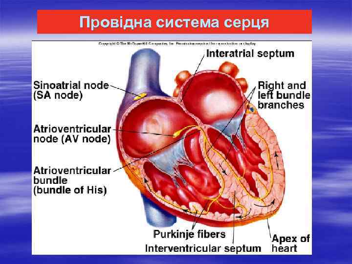 Провідна система серця 