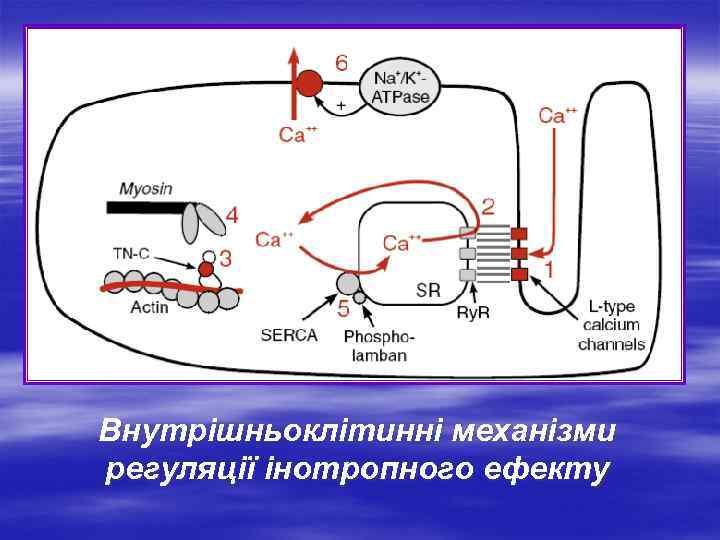 Внутрішньоклітинні механізми регуляції інотропного ефекту 