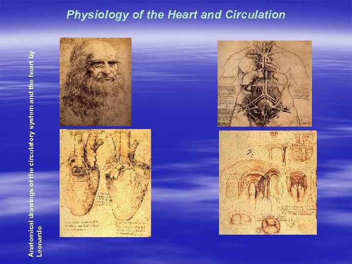 Anatomical drawings of the circulatory system and the heart by Leonardo Physiology of the