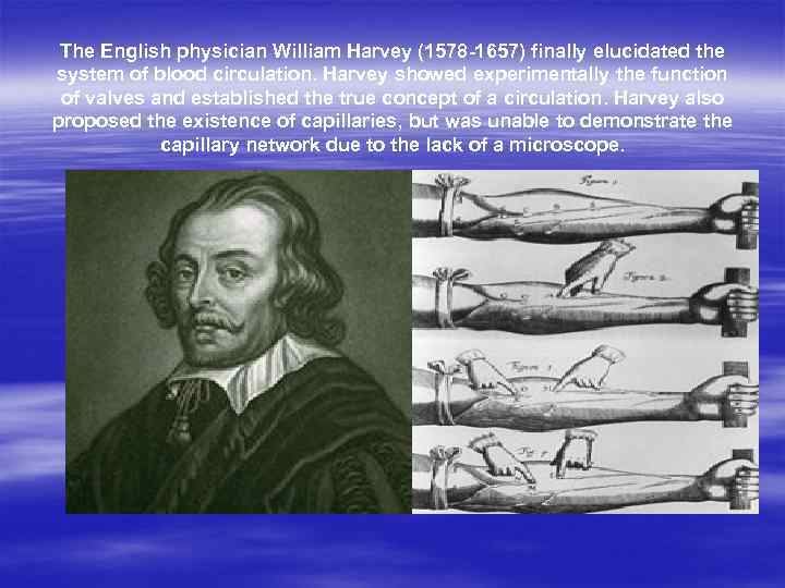 The English physician William Harvey (1578 -1657) finally elucidated the system of blood circulation.