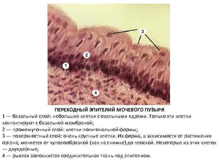 Эпителиальная ткань рисунок строение