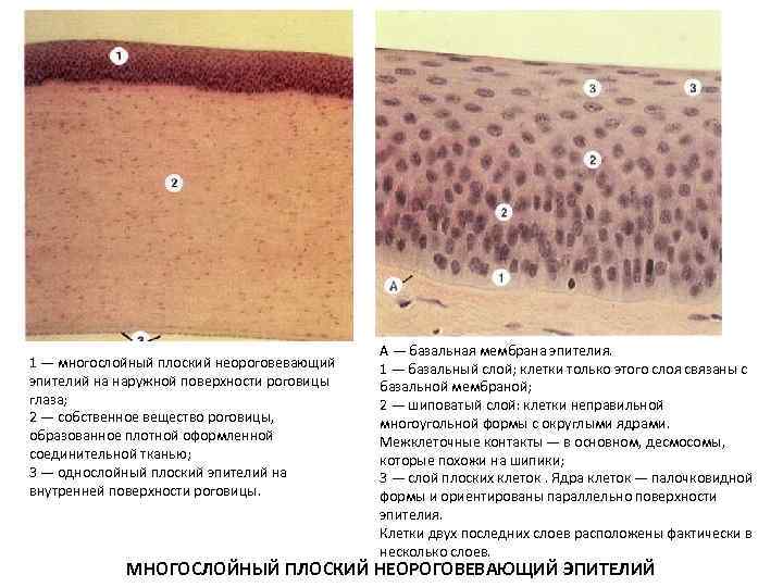 1 — многослойный плоский неороговевающий эпителий на наружной поверхности роговицы глаза; 2 — собственное
