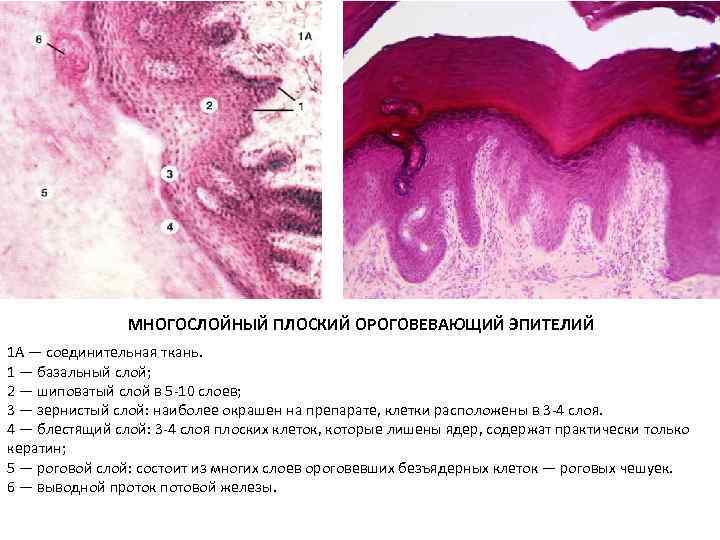 Кубический однослойный эпителий рисунок