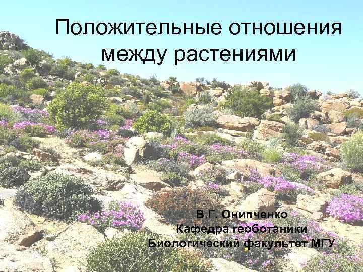 Положительные отношения между растениями В. Г. Онипченко Кафедра геоботаники Биологический факультет МГУ 