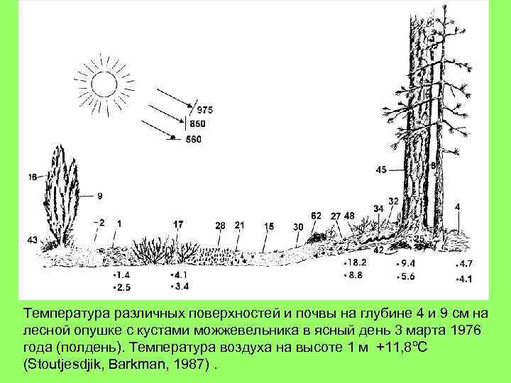 Температура различных поверхностей и почвы на глубине 4 и 9 см на лесной опушке