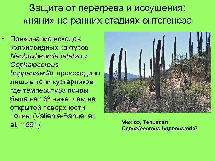 Защита от перегрева и иссушения: «няни» на ранних стадиях онтогенеза • Приживание всходов колоновидных