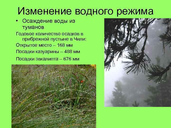 Изменение водного режима • Осаждение воды из туманов Годовое количество осадков в прибрежной пустыне