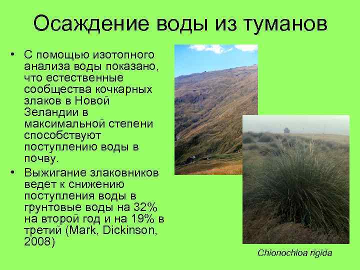 Осаждение воды из туманов • С помощью изотопного анализа воды показано, что естественные сообщества