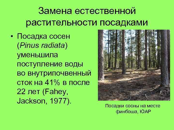 Замена естественной растительности посадками • Посадка сосен (Pinus radiata) уменьшила поступление воды во внутрипочвенный