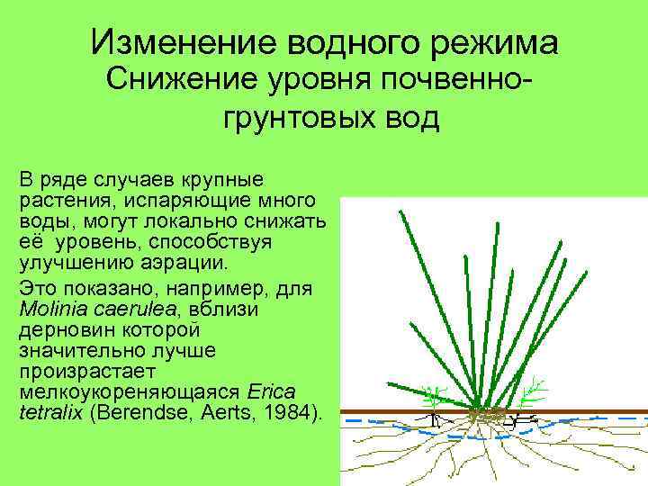 Изменение водного режима Снижение уровня почвенногрунтовых вод В ряде случаев крупные растения, испаряющие много