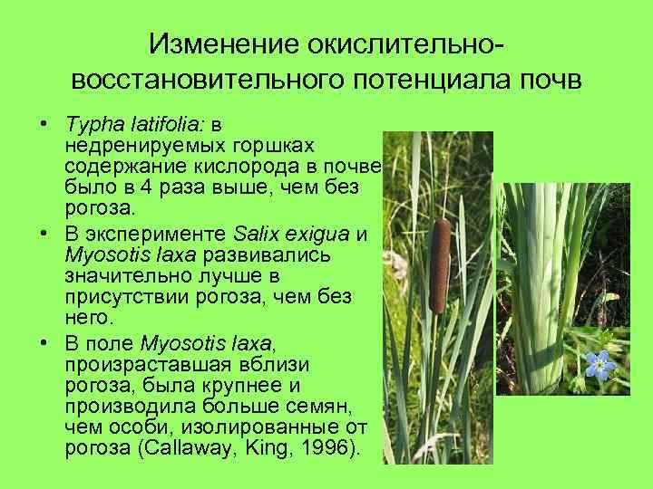 Изменение окислительновосстановительного потенциала почв • Typha latifolia: в недренируемых горшках содержание кислорода в почве