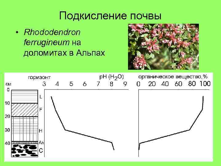 Подкисление почвы • Rhododendron ferrugineum на доломитах в Альпах 