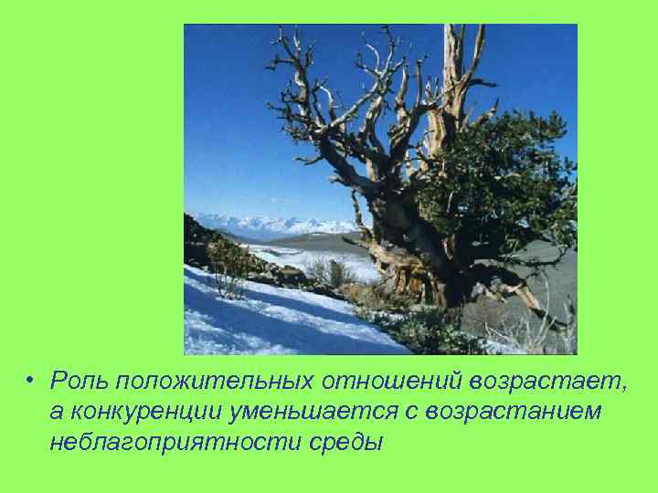  • Роль положительных отношений возрастает, а конкуренции уменьшается с возрастанием неблагоприятности среды 