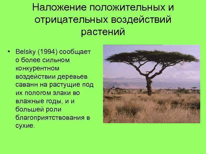 Наложение положительных и отрицательных воздействий растений • Belsky (1994) сообщает о более сильном конкурентном
