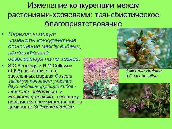 Типы отношений между растениями