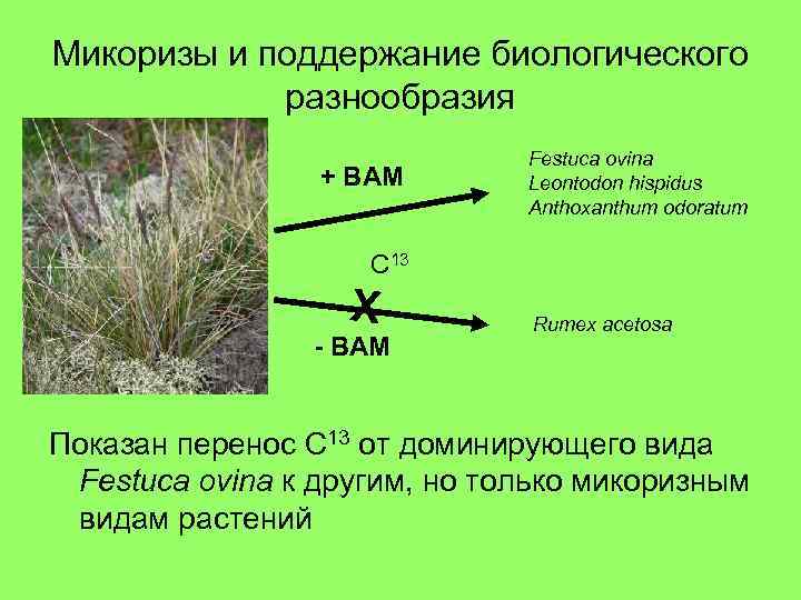 Микоризы и поддержание биологического разнообразия + ВАМ Festuca ovina Leontodon hispidus Anthoxanthum odoratum С