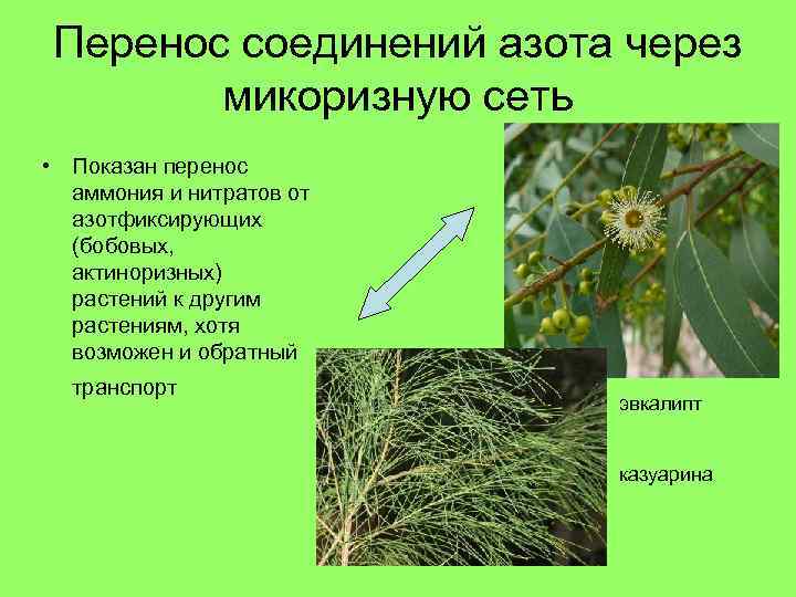 Перенос соединений азота через микоризную сеть • Показан перенос аммония и нитратов от азотфиксирующих
