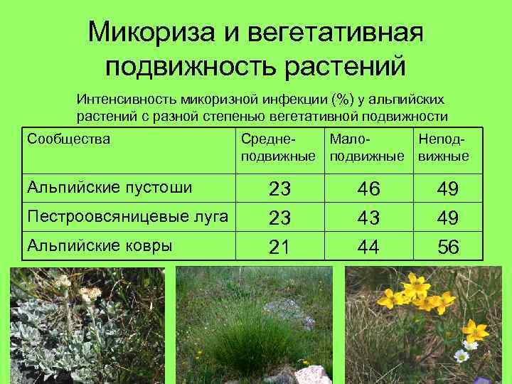 Микориза и вегетативная подвижность растений Интенсивность микоризной инфекции (%) у альпийских растений с разной