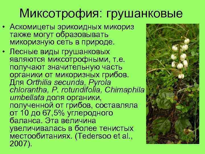 Миксотрофия: грушанковые • Аскомицеты эрикоидных микориз также могут образовывать микоризную сеть в природе. •