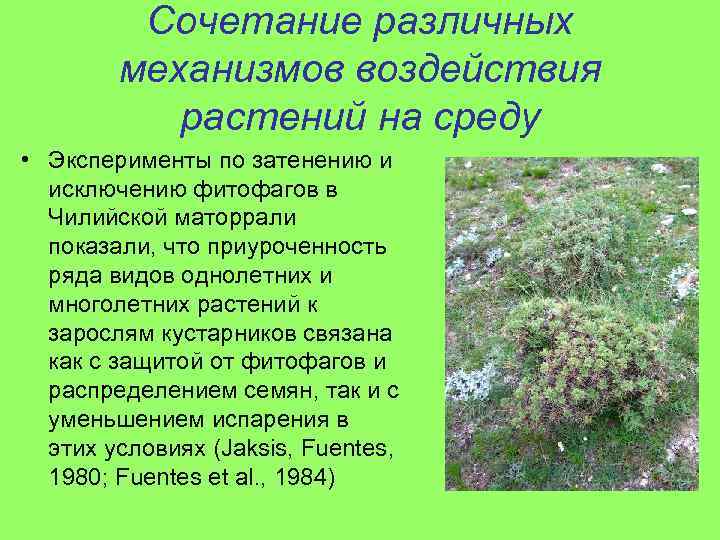 Сочетание различных механизмов воздействия растений на среду • Эксперименты по затенению и исключению фитофагов