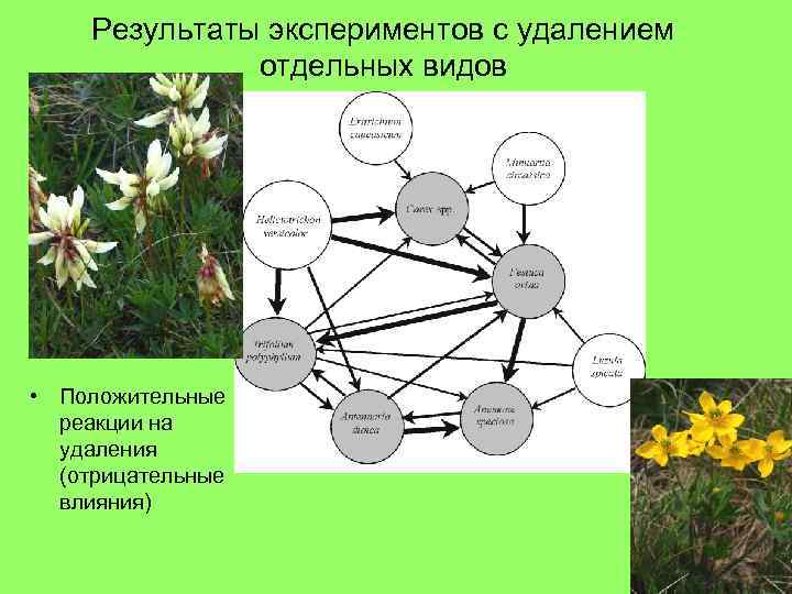 Результаты экспериментов с удалением отдельных видов • Положительные реакции на удаления (отрицательные влияния) 