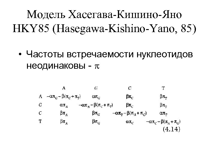 Модель Хасегава-Кишино-Яно HKY 85 (Hasegawa-Kishino-Yano, 85) • Частоты встречаемости нуклеотидов неодинаковы - 