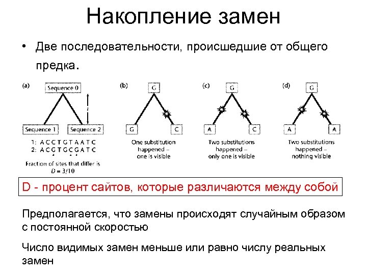 Две последовательности. Модели эволюции нуклеотидных последовательностей. Эволюции моделей последовательность. Последовательности бывают. Замены в нуклеотидной последовательности.