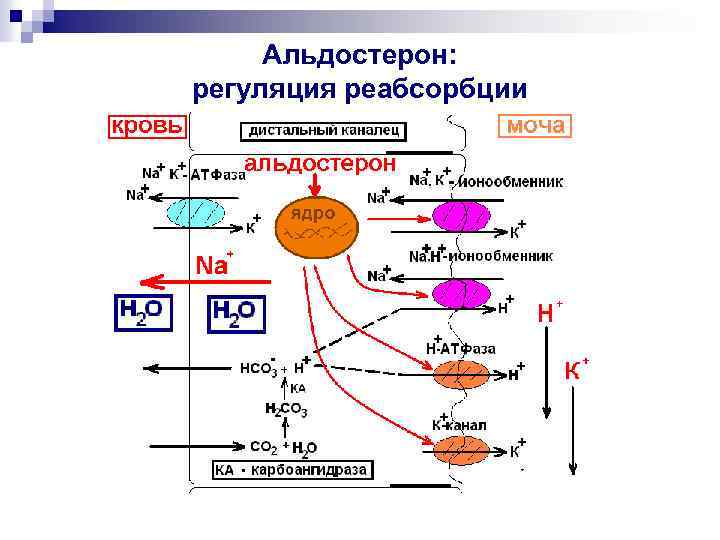 Схема регуляции реабсорбции