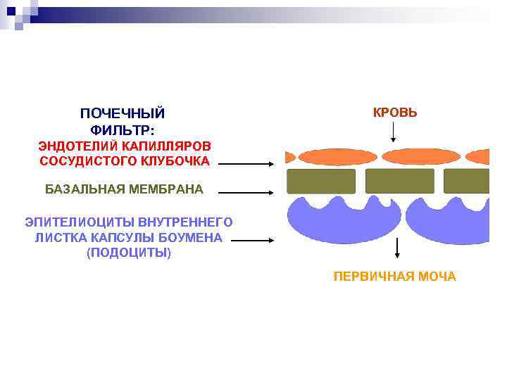 Фильтрация это в биологии