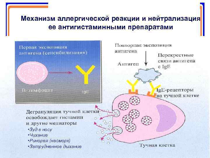 Реакция сосудов