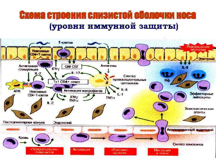 Иммунный уровень